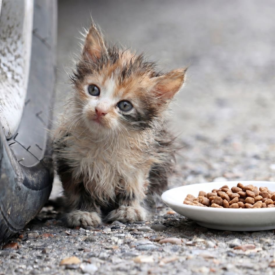 Abandoned Kitten